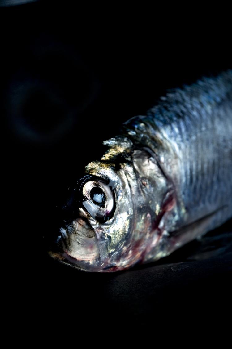 GODBID. I Sverige er sürströmming blevet en delikatesse på trods af den meget kraftige lugt, der stammer fra fiskens gæring i en konservesdåse. 