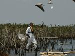 Miljøkamp. En naturmedarbejder fra Louisiana forsøger at indfange nogle af de olieindsmurte pelikaner i et af de olieramte områder langs statens kyst. 