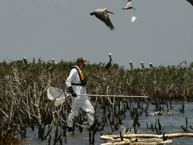 Miljøkamp. En naturmedarbejder fra Louisiana forsøger at indfange nogle af de olieindsmurte pelikaner i et af de olieramte områder langs statens kyst. 