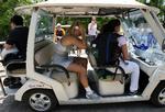Berørt. Caroline Wozniackis humør er ganske naturligt påvirket af hendes fasters død. 