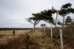 Vindblæst. Træerne i Østerild plantage i Thy skal nu dele vind og vejr med det vindmøllecenter. Arkivfoto. 