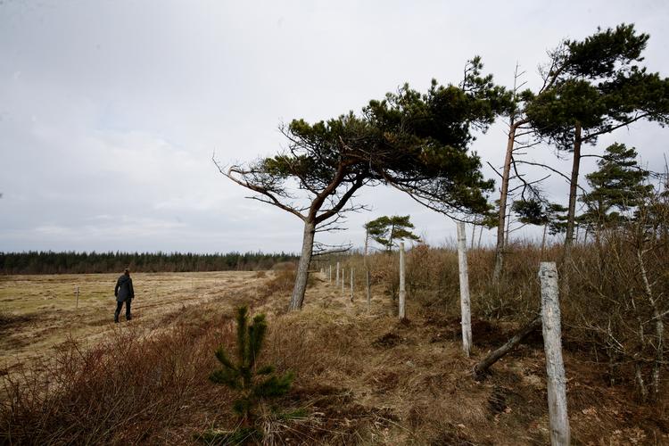 Vindblæst. Træerne i Østerild plantage i Thy skal nu dele vind og vejr med det vindmøllecenter. Arkivfoto. 