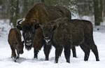 Europe's largest concentration of the endangered European bison, or wisent, is currently found in the Bialowieza Forest in Poland. Archive. 