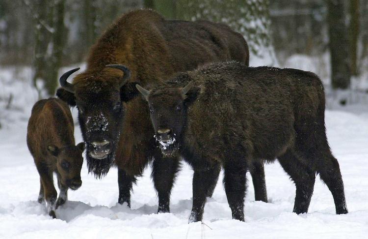 Europe's largest concentration of the endangered European bison, or wisent, is currently found in the Bialowieza Forest in Poland. Archive. 