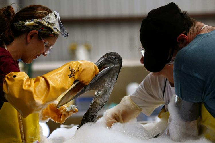 BADETID. Redningsmænd prøver at fjerne olien fra en pelikan, der er blevet fundet ude i oliepølen. 