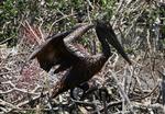 LIVSFARE. En pelikan forsøger at ryste olie af sig på en ø i Barataria Bugten. 