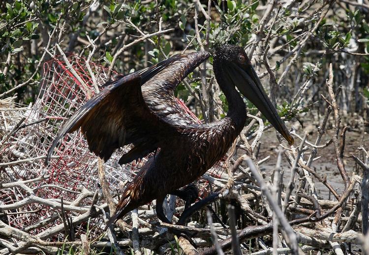 LIVSFARE. En pelikan forsøger at ryste olie af sig på en ø i Barataria Bugten. 
