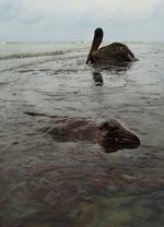 HVILE. To fugle er landet på den oliefyldte havoverflade ud for Louisiana. 