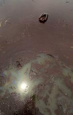 FORURENING. Olieudslippet har spredt sig til store havområder langs USA's sydkyst. 