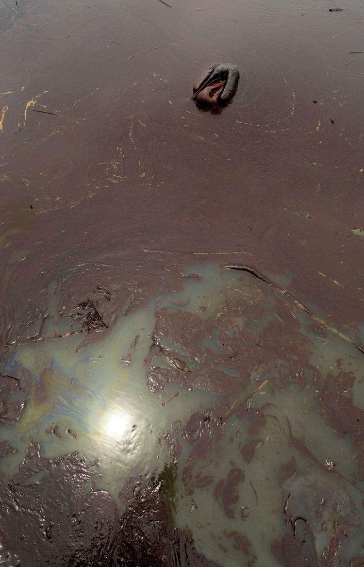 FORURENING. Olieudslippet har spredt sig til store havområder langs USA's sydkyst. 