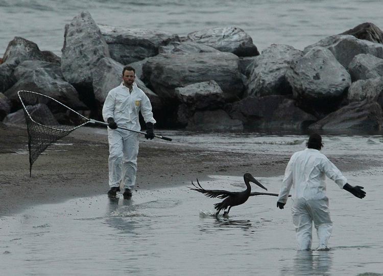 Konsekvenser. Mange dyr har måttet bøde for oliekatastrofen. Her forsøger redningsmandskab at indfange en olieindsmurt pelikan på øen Grand Isle ud for Louisiana. 