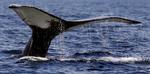 A Finback Whale has been seen in Danish waters. Here though a humpback whale tail. Archive. 