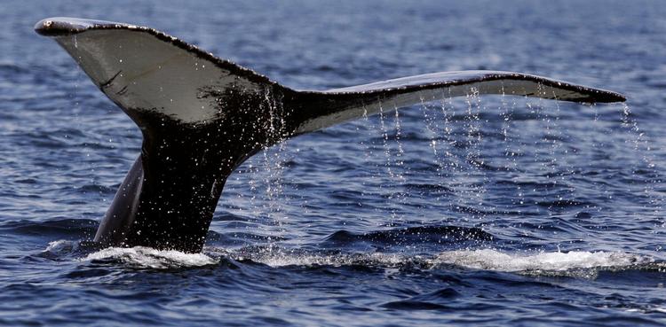 A Finback Whale has been seen in Danish waters. Here though a humpback whale tail. Archive. 