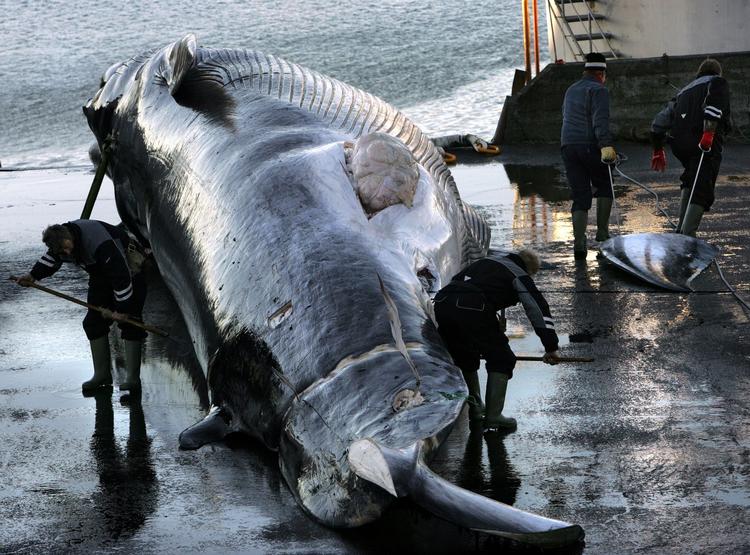 kæmpehval. En finhval som den, der svømmer rundt i dansk farvand, kan blive enormt stor. Her er en død finhval fanget på Island ved siden af hvalfangere. 