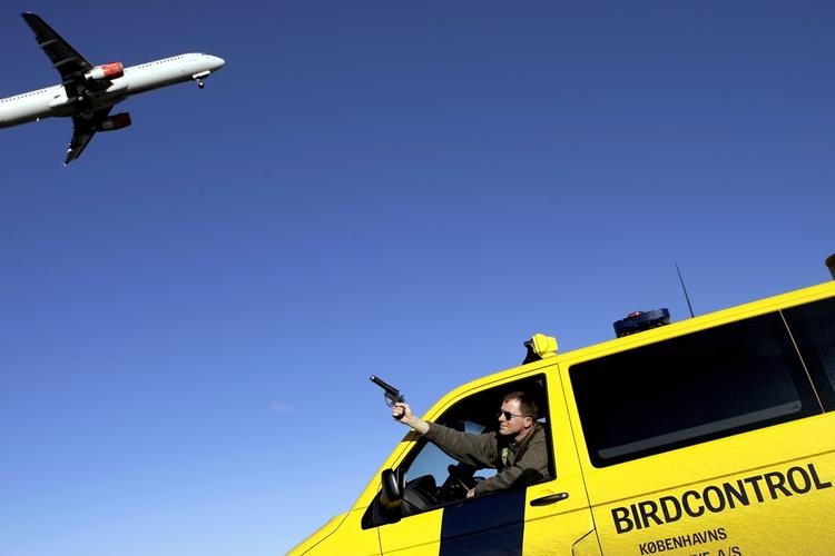 SIKKERHED. En mågejæger i Københavns Lufthavn skræmmer fuglene væk fra flyenes motorer. Engang satte en gås sig fast på snuden af en Boeing. 