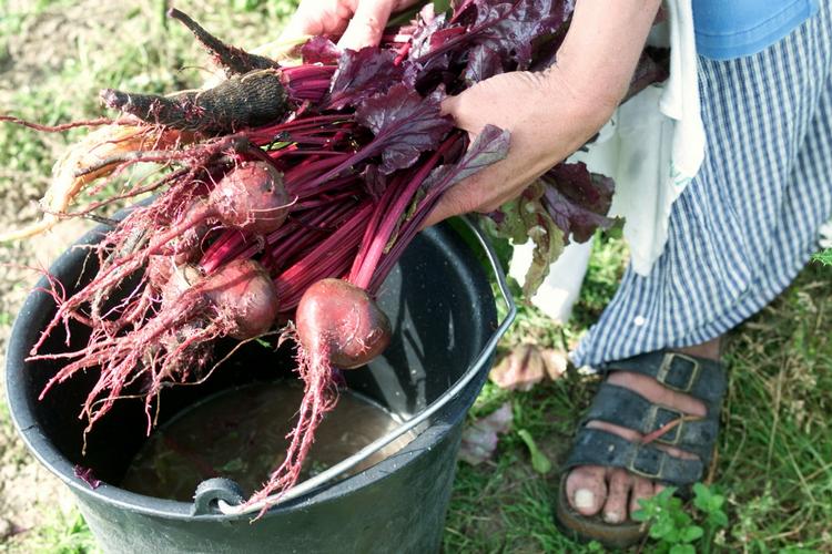 Rodfrugter er blevet populære i haverne længe efter at madkendisser som Camilla Plum og Claus Meyer begyndte at advokere for de sunde grøntsager. 