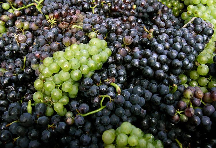 Druer til vin. 