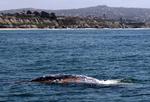 Forbløffende. Gråhvalen er blevet spottet i Middelhavet for første gang nogensinde. Her svømmer et eksemplar i Stillehavet ud for Californien, hvor racen normalt har hjemme. 
