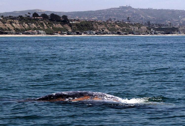 Forbløffende. Gråhvalen er blevet spottet i Middelhavet for første gang nogensinde. Her svømmer et eksemplar i Stillehavet ud for Californien, hvor racen normalt har hjemme. 
