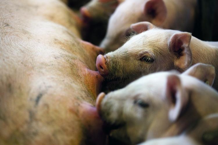 Medicin. Forbruget af antibiotika i de danske stalde er steget stødt de senere år, og stigningen ser ud til at fortsætte i år. 