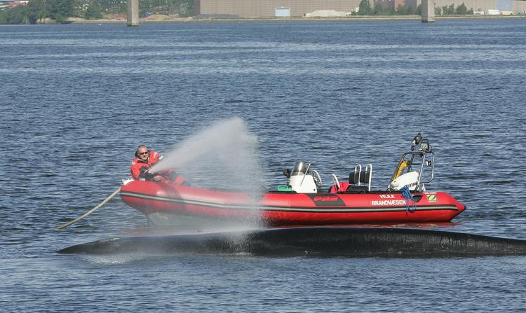 Redning. Brandfolk sprøjtede vand ud over finhvalen i Vejle Fjord, mens den endnu var strandet, så den ikke overophedede. 