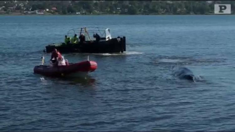 Redning. Beredskabet i Vejle sørger for at holde den strandede finhval i Vejle Fjord våd, så den ikke overopheder. 