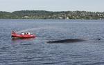 livsfare. Den strandede finhval i Vejle Fjord er sandsynligvis syg og kan meget vel blive den fjerde finhval, der dør i Vejle Fjord. 