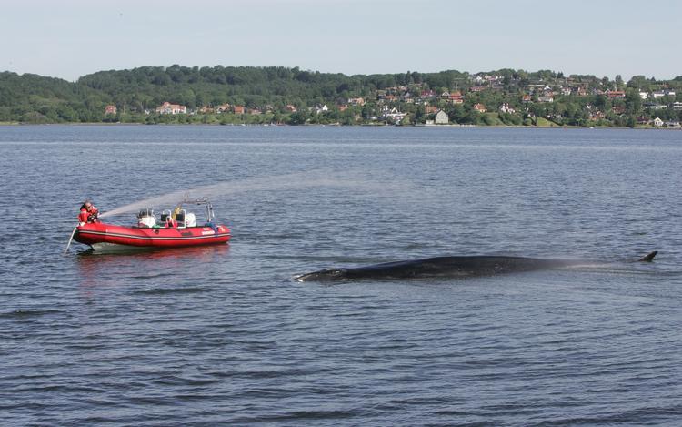 livsfare. Den strandede finhval i Vejle Fjord er sandsynligvis syg og kan meget vel blive den fjerde finhval, der dør i Vejle Fjord. 