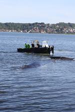 Dødsleje. Den strandede finhval i Vejle Fjord får ikke fred til at lide den død, som eksperterne spår den. 