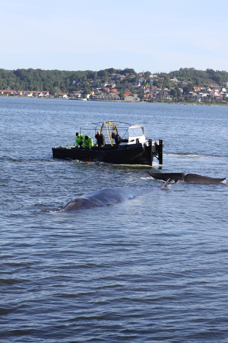 Dødsleje. Den strandede finhval i Vejle Fjord får ikke fred til at lide den død, som eksperterne spår den. 