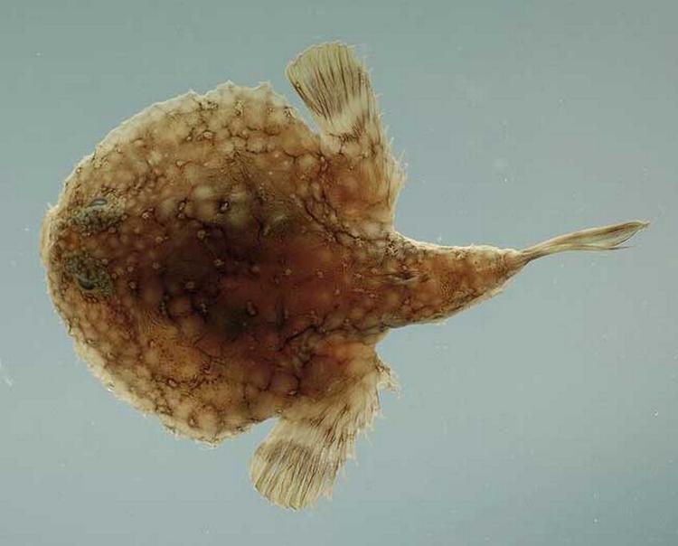 Sjældenhed. Pandekage flagermnusefisken kan deles op i tre forskellige arter, har forskere fundet ud af efter olieudslippet i Den Mexikanske Golf. 
