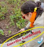 Grønne fingre? Initiativet Guerilla Gardening opfordrer til en genforhandling af byens rum gennem havearbejde. Alle er inviteret til at deltage. 