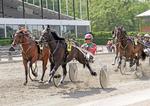 Steen Juuls debutvinder Sugar er datter af to internationale travstjerner. 