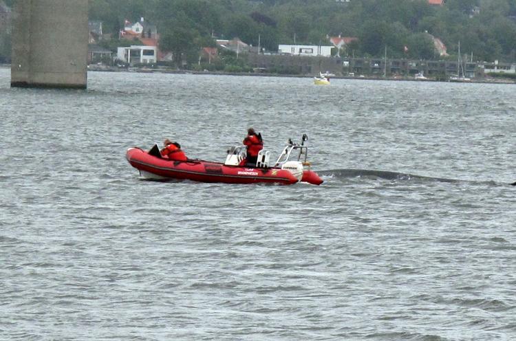 Strandet. Finhvalen slap først på aftenen fri og har haft nogle timers frihed, men er nu igen gået på grund i Vejle Fjord. 