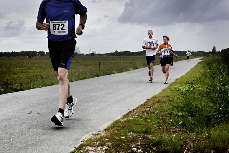 PLADS. De eneste køer man møder til Ørestadsløbet på Vestamager, er dem der står og græsser. 