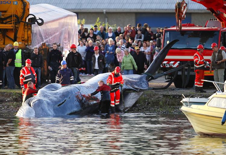 HVALBJÆRGNING. Efter flere timers arbejde lykkedes det søndag aften at bjærge den 30 ton tunge finhval i land ved havnen i Vejle. 