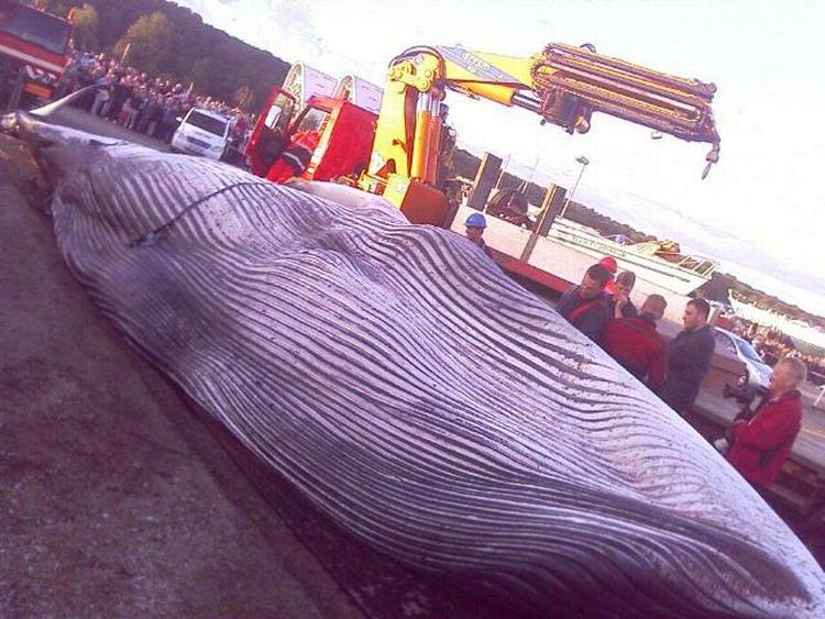 Afstand. Hjemmeværnet i Vejle vogter de næste par dage massivt over finhvalen. Foto: Klavs Enevoldsen. 