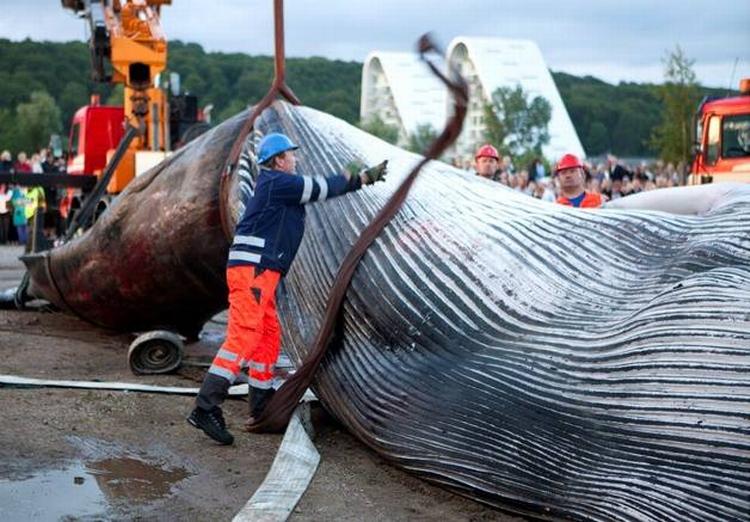 Seværdighed. Sådan så det ud, da finhvalen blev trukket på land. Nu vil de besøgende tæt på den. 