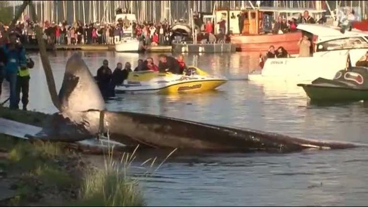 hvalfangst. Finhvalen blev i går hevet på land i Vejle Havn. I dag starter skeletteringen. Arbejdet kan være færdigt sent i aften eller i løbet af i morgen. 