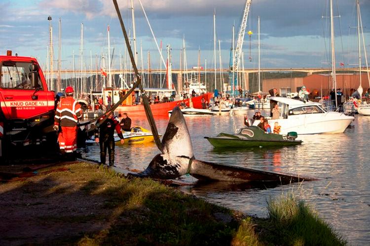 finhval. Den tog fusen på forskerne, finhvalen fra Vejle Fjord. Den var ikke en hun som først antaget, men en han, viser de seneste undersøgelser. 