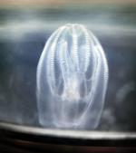Invasiv. Forskere frygter store mængder gobler i de danske farvande hen over sommeren. Blandt andet den invasive dræbergople, der kan ødelægge fiskebestanden. 