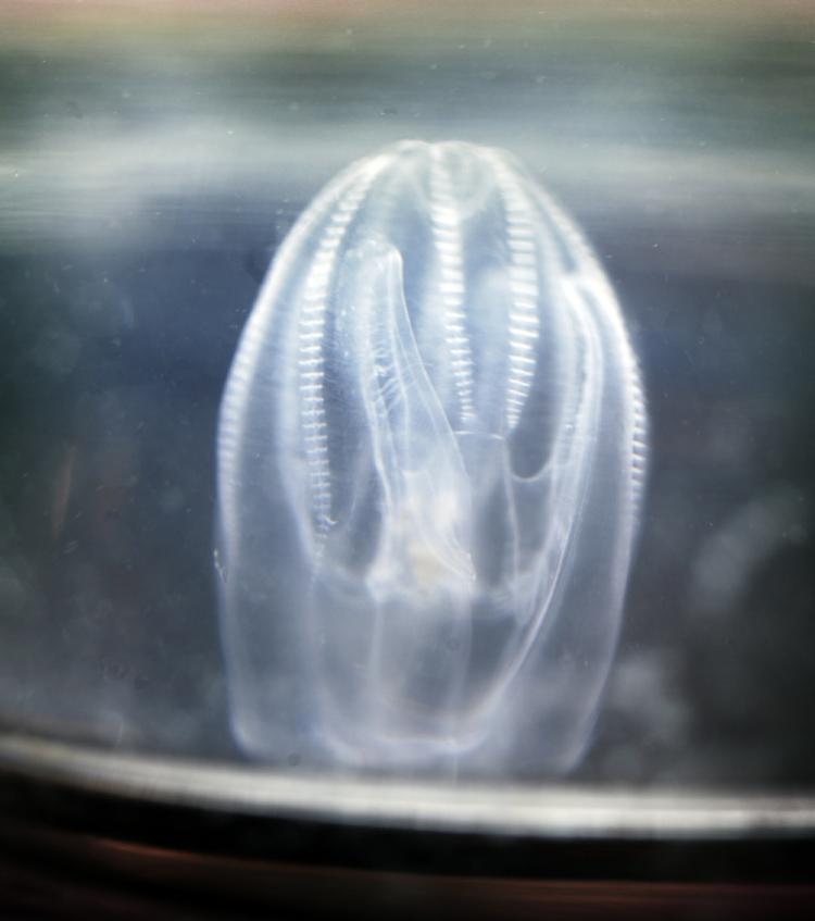 Invasiv. Forskere frygter store mængder gobler i de danske farvande hen over sommeren. Blandt andet den invasive dræbergople, der kan ødelægge fiskebestanden. 