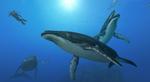 Der er masser af dyreliv i det næsten overbefolkede blå ocean – og ingen af dyrene udviser nogen synderlig personlighed. Men man kan nyde lyden af ens afslappede åndedræt, når man har skruet ned for det enerverende lydspor. 