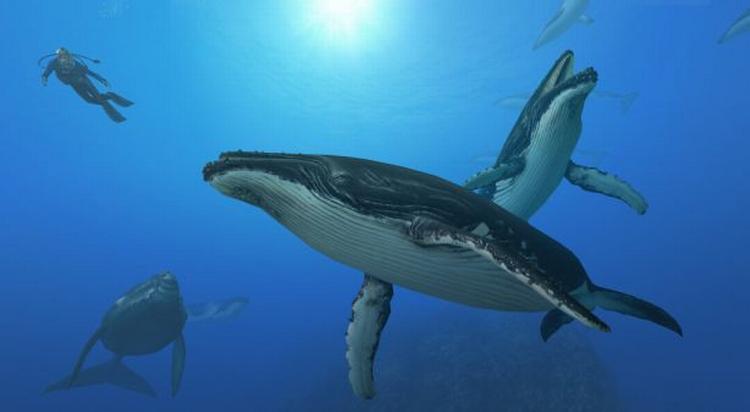 Der er masser af dyreliv i det næsten overbefolkede blå ocean – og ingen af dyrene udviser nogen synderlig personlighed. Men man kan nyde lyden af ens afslappede åndedræt, når man har skruet ned for det enerverende lydspor. 