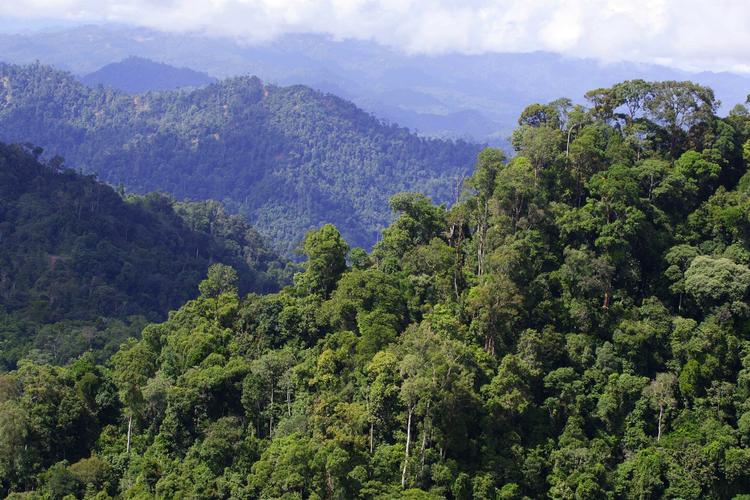 Træfolket. Der findes stadig uudforskede steder i verden, der byder på overraskelser en gang imellem. Som for eksempel en stamme, der bor i træerne i Indonesiens jungle. 