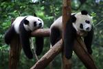 China Pandas