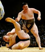 Skandale. Mindst 65 japanske sumobrydere har været involveret i en omfattende sag om ulovligt spil. Foto: AP. 