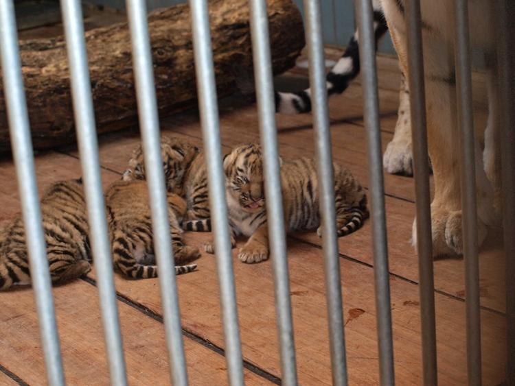 Nye Fire sibiriske tigerunger er kommet til verden i Aalborg Zoo. 