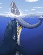 Whale Fossil 