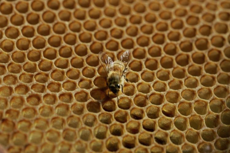 BIER. Tilbagegang i bier kan give landbruget store problemer. 